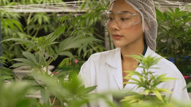 Wetenschapper test cannabisproduct in curatieve indoor cannabisboerderij