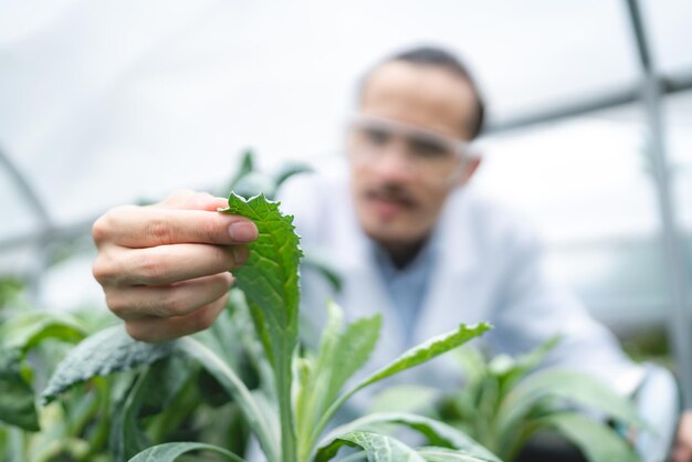 Wetenschapper werkt aan onderzoek in landbouw groene plant in biologie wetenschap laboratorium kas, biologische experiment test voor medische voeding biotechnologie, botanie ecologie bioloog in landbouw groei