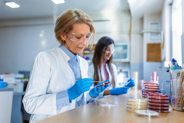 Wetenschapper werkt met petrischaal voor analyse in de microscoop van het laboratorium arts werkt en onderzoekt culturen in petrischalen in het microbiologielaboratorium