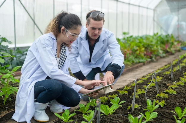 Wetenschappers analyseren biologische groenteplanten in het kasconcept van landbouwtechnologie