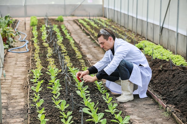 Wetenschappers analyseren biologische groenteplanten in het kasconcept van landbouwtechnologie