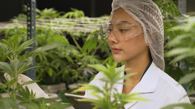 Wetenschappers testen cannabisproducten in een curatieve indoor cannabisboerderij met wetenschappelijke apparatuur voordat ze gaan oogsten om cannabisproducten te produceren