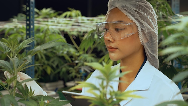 Wetenschappers testen cannabisproducten in een therapeutische indoor cannabisboerderij met wetenschappelijke apparatuur voordat ze worden geoogst om cannabisproducten te produceren