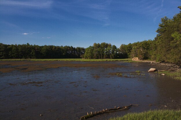 Wetland by trees against sky