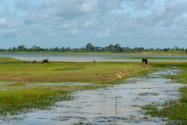 Photo wetland and grass field