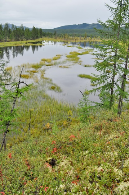 Wetland lake under a gray sky