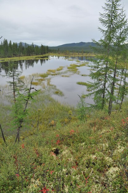 Wetland lake under a gray sky