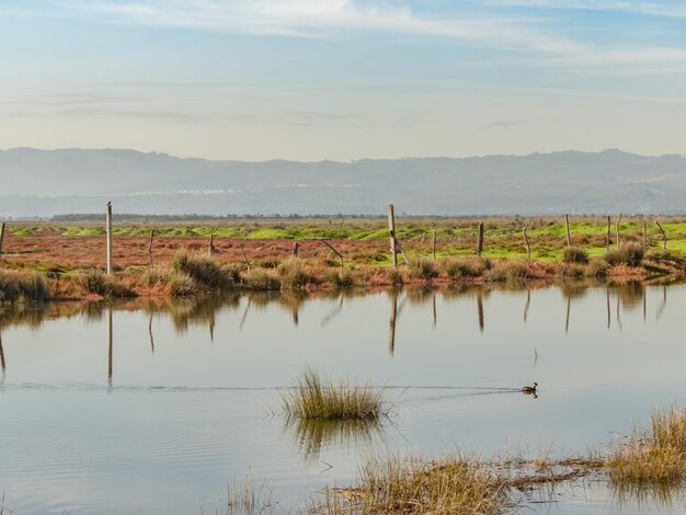 Photo wetland little river and soil with grass and silvester bushes morning light and a solitaire chilean whitetufted