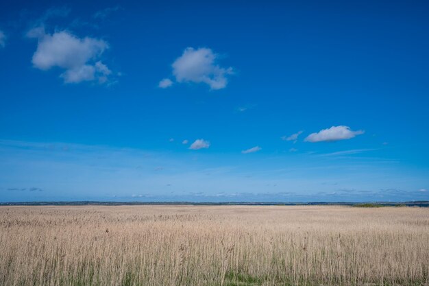 Wetland near glyngre in northern jutland