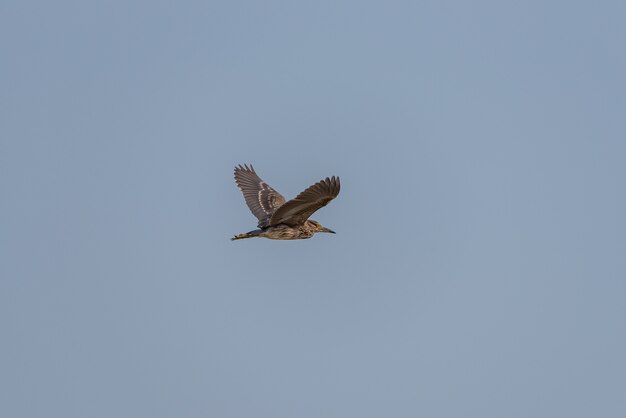 湿地公園は生態学的に良いです。白鷺などの鳥が餌食になっています。