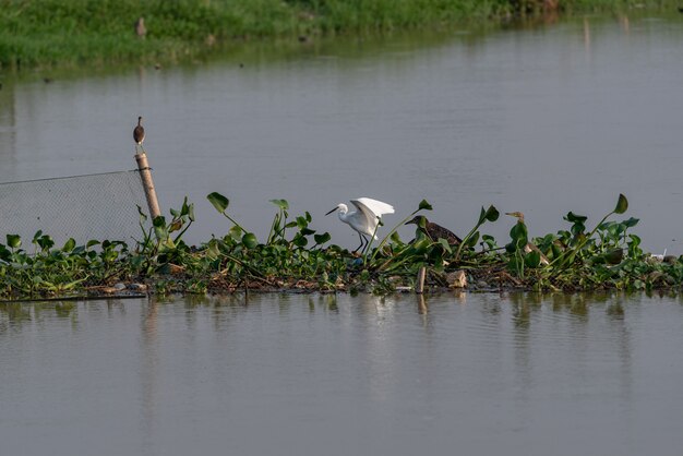 The wetland park is ecologically good. Birds such as egrets are preying on it.