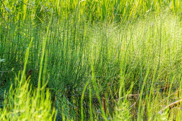 湿地の植生の詳細