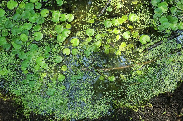 Photo wetlands with lily pads