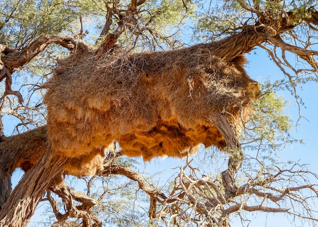 wevers nestelen in Namibië