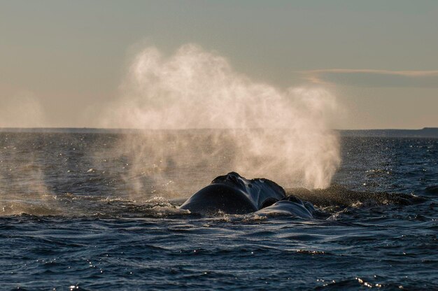 Whale breathing Peninsula Valdes Patagonia Argentina