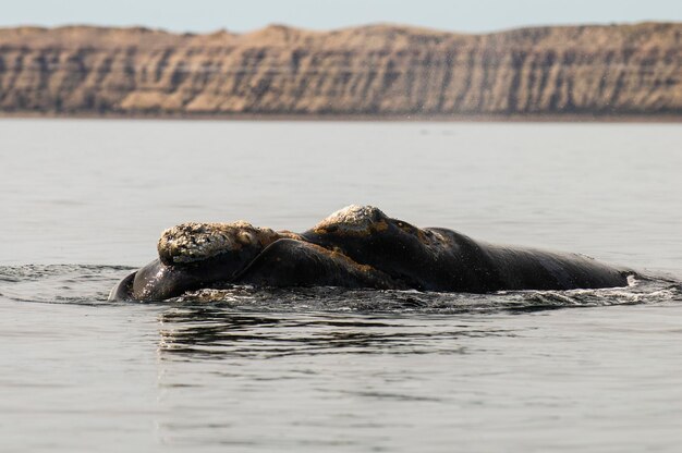 Whale head in Peninsula Valdes Patagonia Argentina