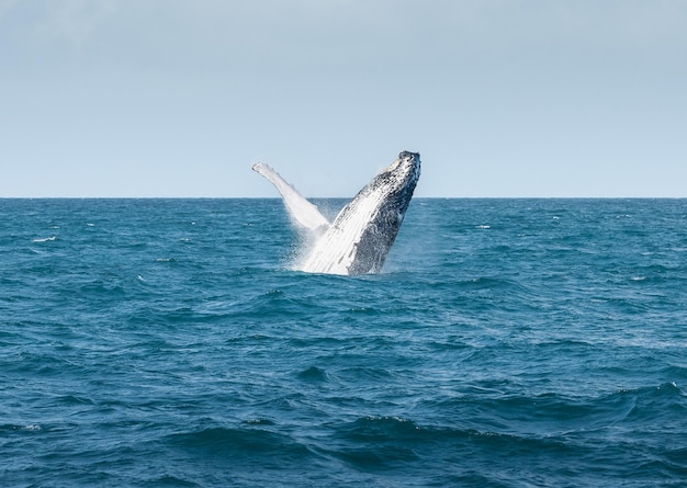 青い海で水から飛び出しているクジラ