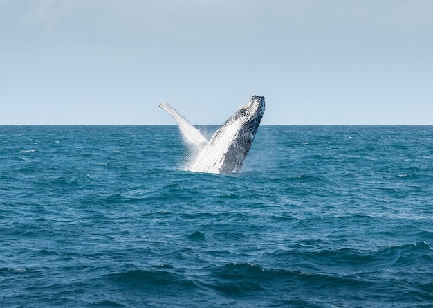 Whale jumping out of the water in the blue ocean