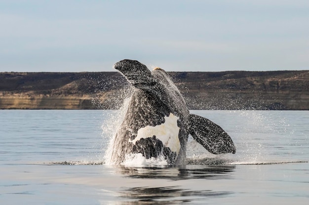 Whale jumping in Peninsula Valdes Patagonia Argentina