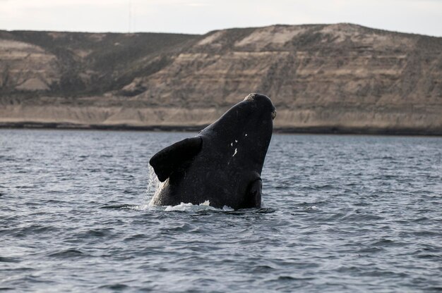 Photo whale jumping peninsula valdes patagonia argentina