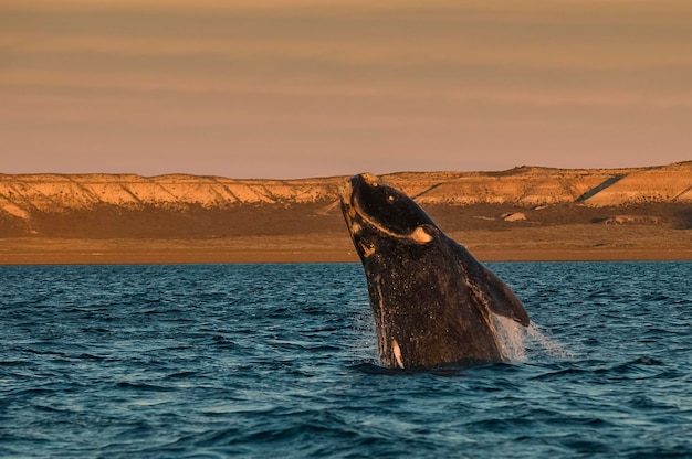 Whale jumping in Peninsula Valdes Patagonia Argentina