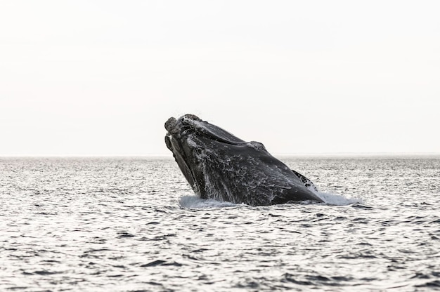 Whale jumping in Peninsula Valdes Patagonia Argentina