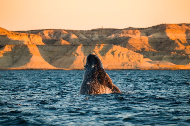 Whale jumping in Peninsula ValdesPuerto Madryn Patagonia Argentina