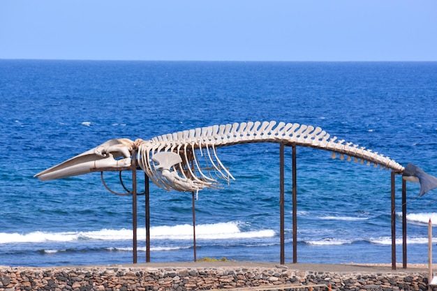 Photo whale mammal skeleton