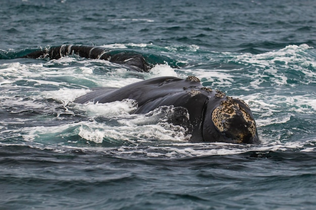 Whale Patagonia Argentina