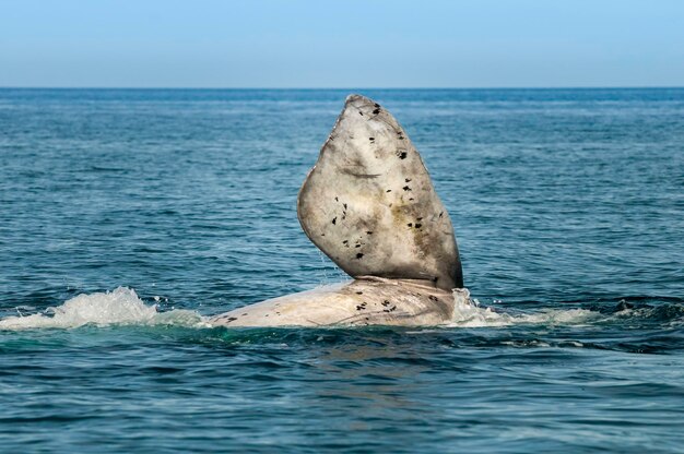 Whale pectoral fin Peninsula Valdes Patagonia Argentina