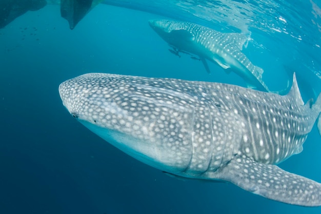 Whale Shark close up underwater with big enormous open mouth jaws