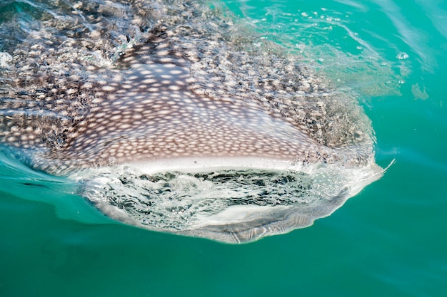 Foto squalo balena da vicino con grandi mascelle enormi a bocca aperta