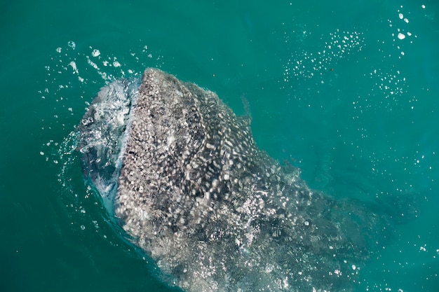 Whale Shark close up with big enormous open mouth jaws