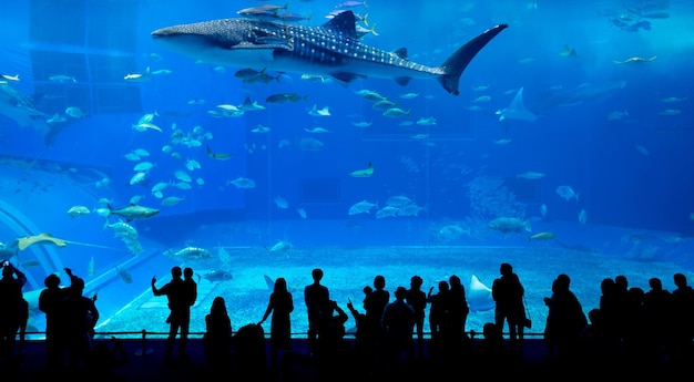 Whale shark in Okinawa Churaumi Aquarium