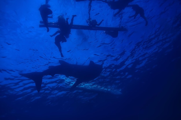 whale shark scene landscape / abstract underwater big sea fish, adventure, diving, snorkeling