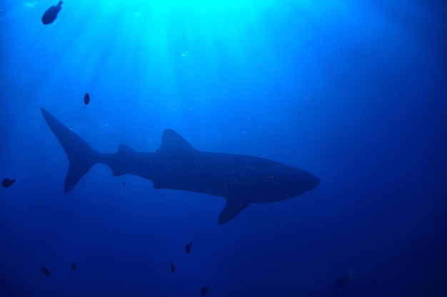 Scena dello squalo balena paesaggio / astratto subacqueo pesce di mare grande, avventura, immersioni, snorkeling
