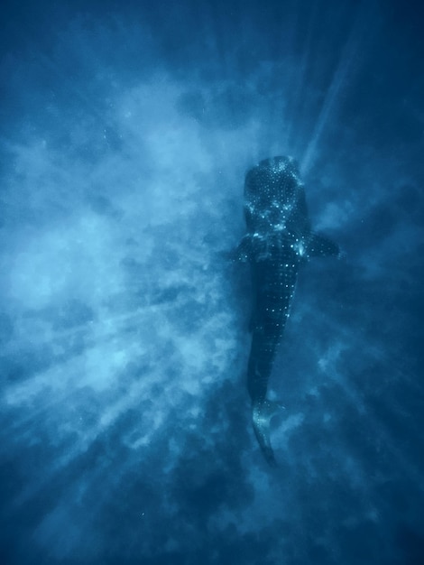 Photo a whale shark swimming in deep blue underwater