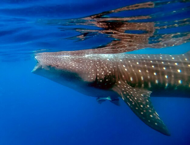 Foto lo squalo balena che nuota in mare