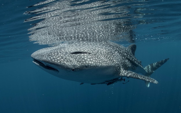 Whale shark