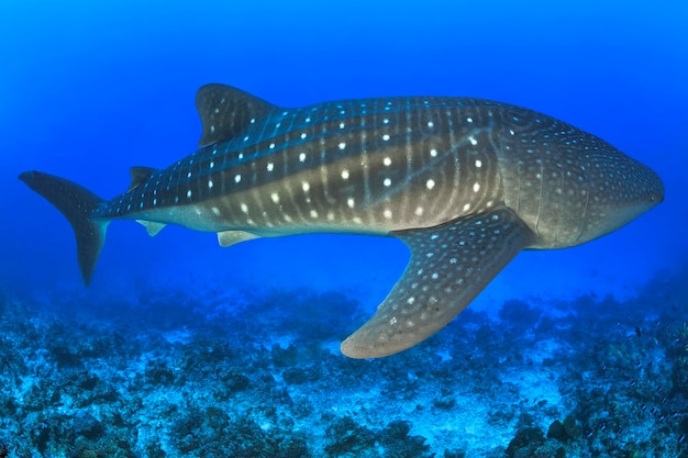 Whale shark