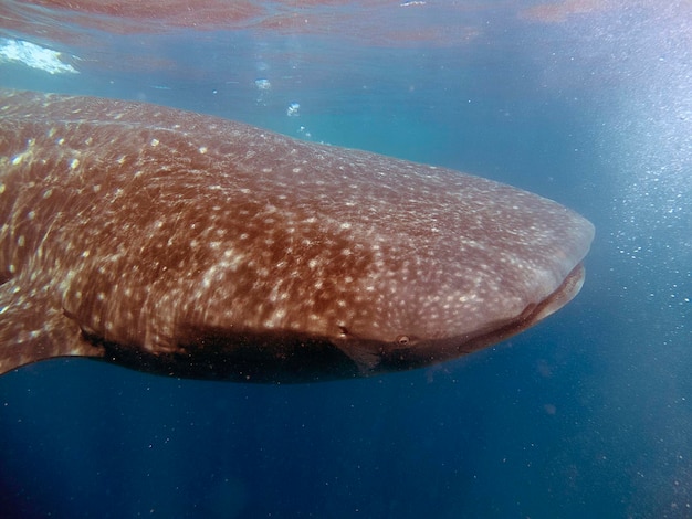 メキシコ沿岸でを食べているクジラサメ