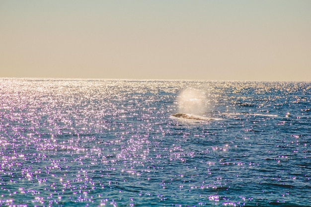 空に向かって海を飛ぶクジラ