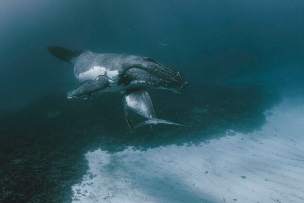 写真 海で泳ぐクジラ