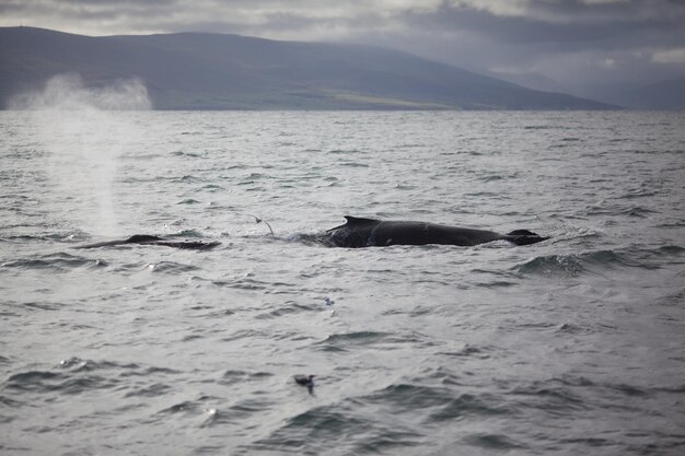 写真 海で泳ぐクジラ