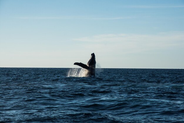 Whale swimming in sea against sky