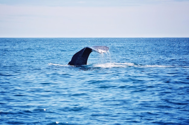 Foto la coda di balena si muove nel mare contro il cielo