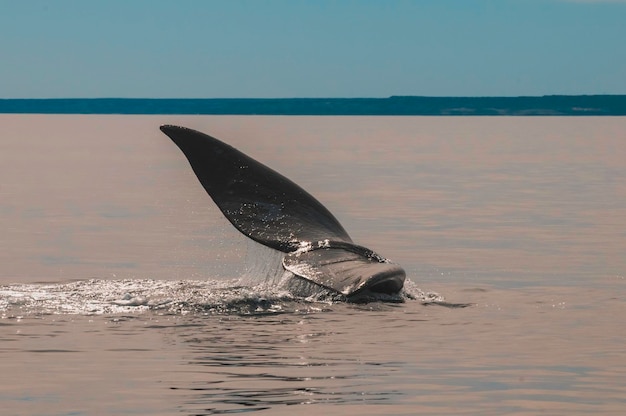 半島バルデス パタゴニア アルゼンチンのクジラの尾