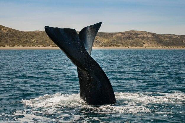 半島バルデス パタゴニア アルゼンチンのクジラの尾