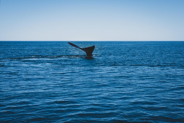 Whale tail in sea against clear sky