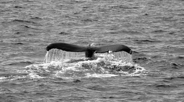 Photo whale tail